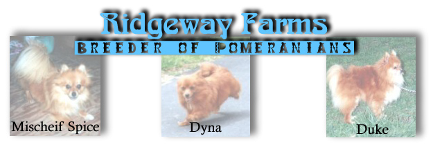 Ridgway Farms Breeder of Pomeranians